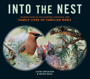 Into the Nest Cover